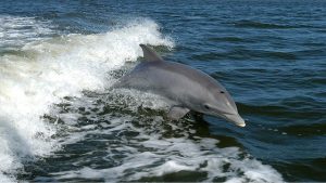 dolphin-1167996_640