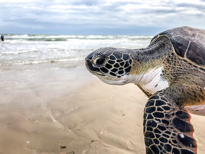 Rescuing injured or stranded coastal and aquatic wildlife