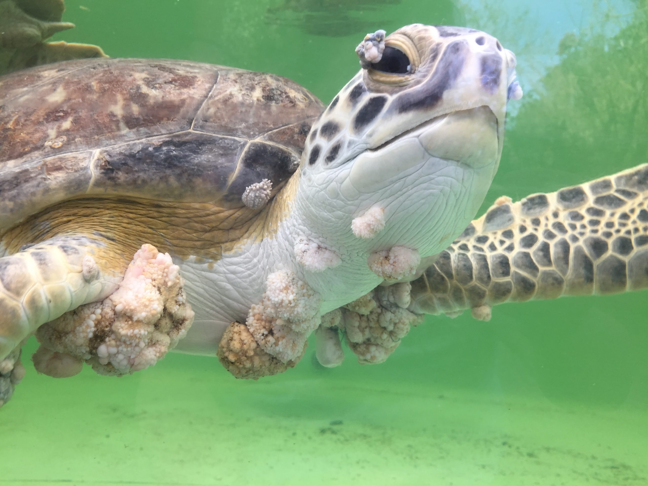 Fibropapillomatosis | Texas Sealife Center