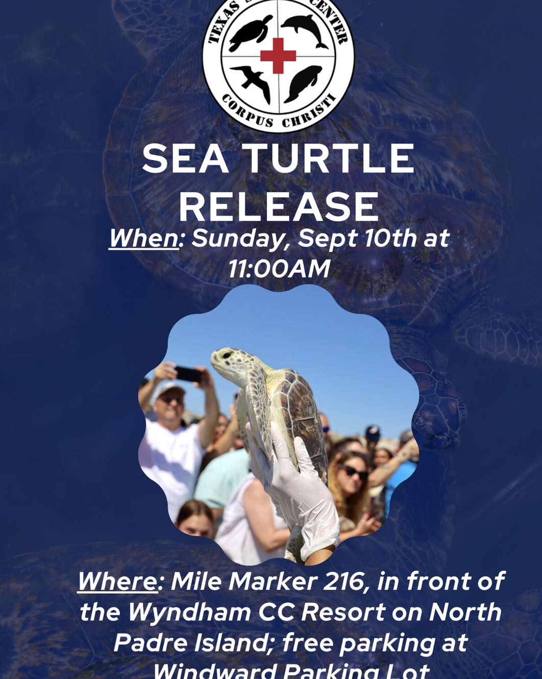 Sea Turtle Release Texas Sealife Center