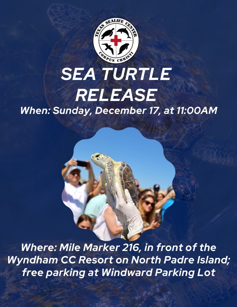 Sea Turtle Release Texas Sealife Center